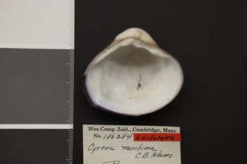 Media type: image;   Malacology 186284 Description: Dry specimen;